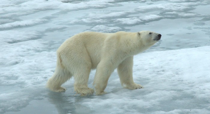 Isbjørn (Ursus maritimus)