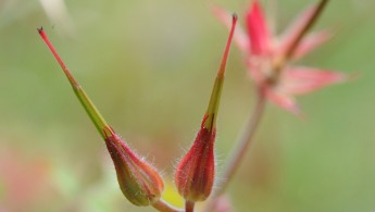 Stankstorkenebb (Geranium robertianum)