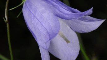 Blåklokke (Campanula rotundifolia)