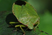 Grønn stinktege (Palomena prasina)
