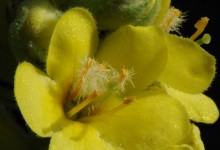 Filtkongslys (Verbascum thapsus)