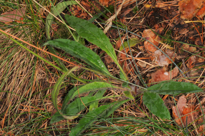 Skogsveve (Hieracium sylvatica)
