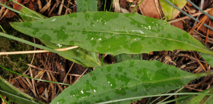 Skogsveve (Hieracium sylvatica)