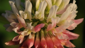 Alsikekløver (Trifolium hybridum)