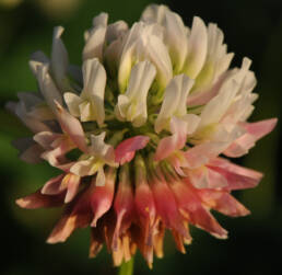 Alsikekløver (Trifolium hybridum)