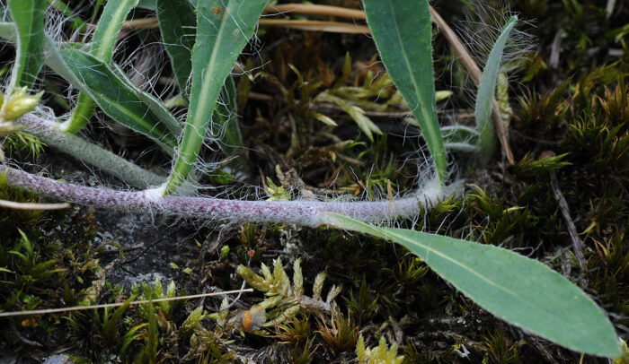 Hårsveve (Hieracium pilosella)