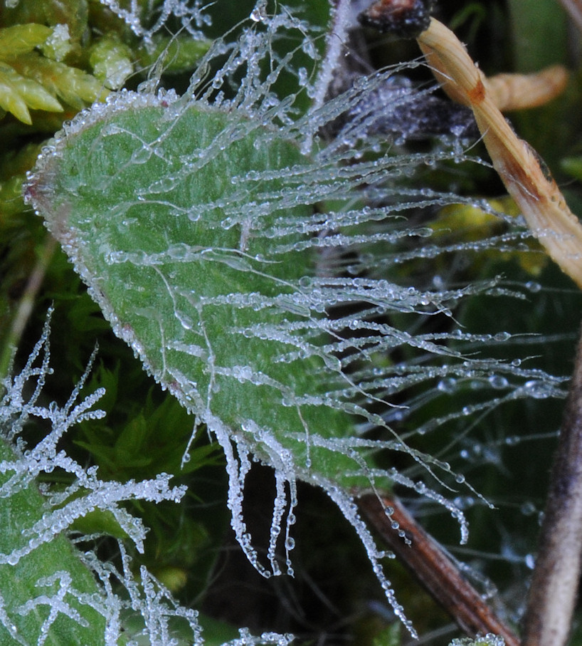 Hårsveve (Hieracium pilosella)