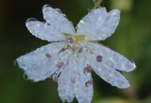 Gresstjerneblom (Stellaria graminea)