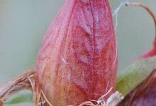 Prikkperikum (Hypericum perforatum)