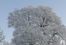 Sommereik (Quercus robur) i vinterdrakt