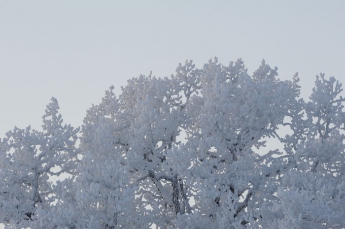 Sommereik (Quercus robur) i vinterdrakt