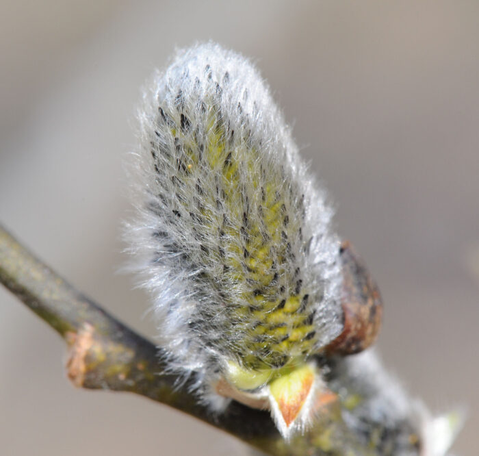 Selje (Salix capera)