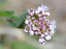 Vårpengeurt (Noccaea caerulescens)