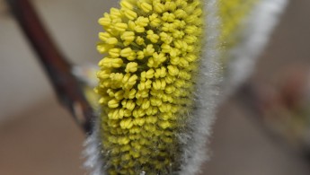 Selje (Salix capera)