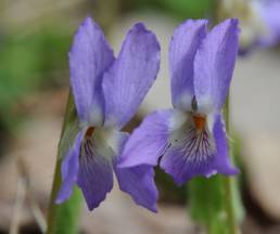 Bakkefiol (Viola collina)