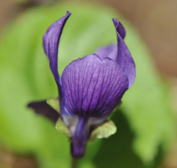 Marsfiol (Viola odorata)