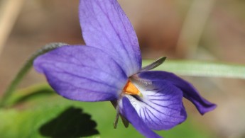 Marsfiol (Viola odorata)