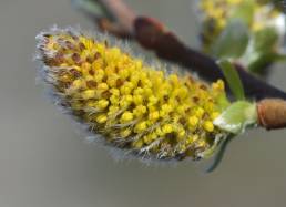 Ørevier (Salix aurita)