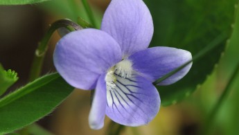 Engfiol (Viola canina)