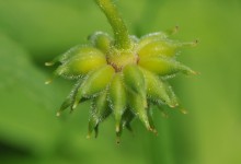 Hvitveis (Anemone nemorosa)