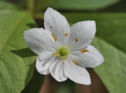 Skogstjerne (Trientalis europaea)