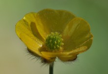 Engsoleie (Ranunculus acris)