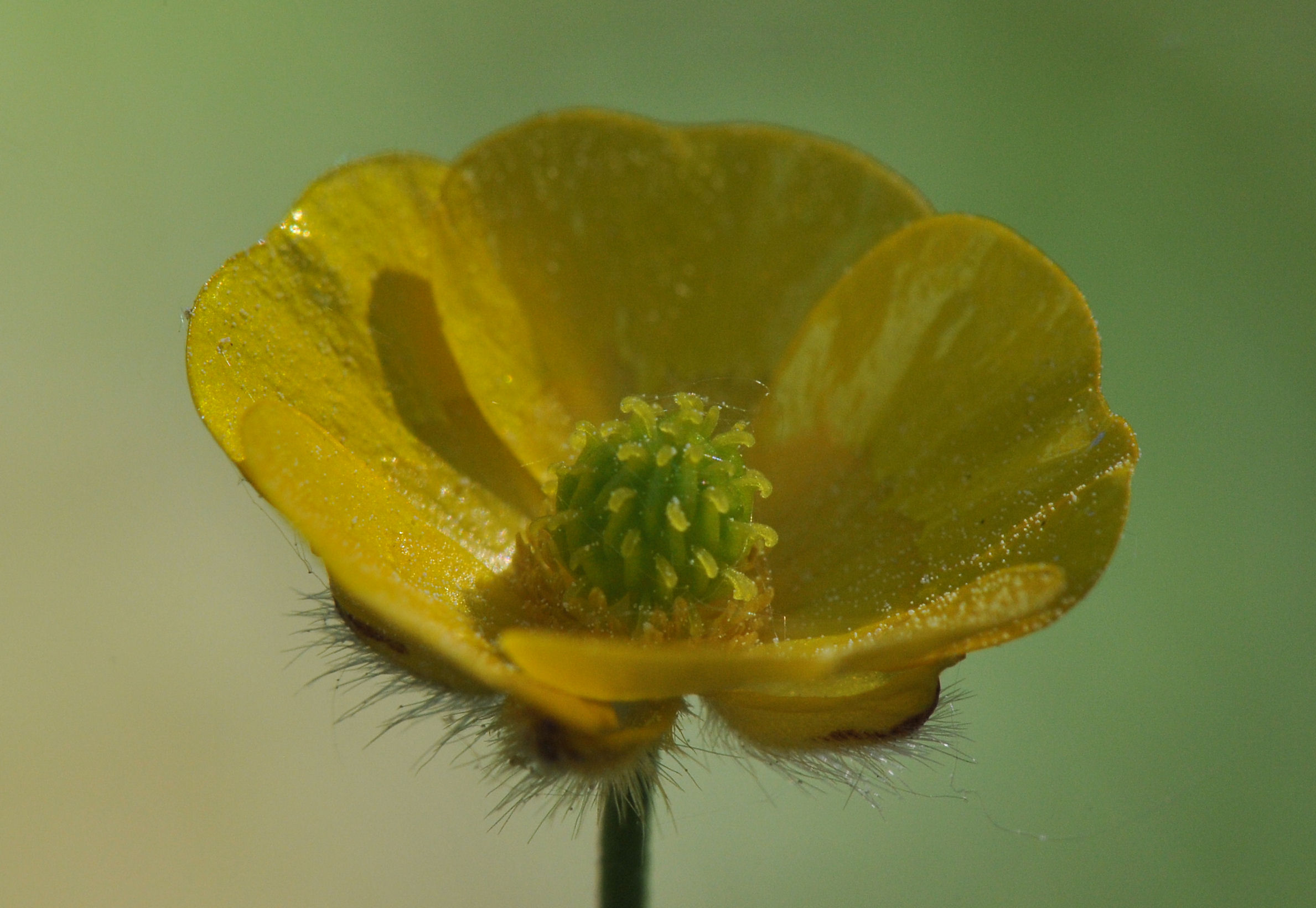 Engsoleie (Ranunculus acris)