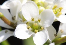 Løkurt (Alliaria petiolata)