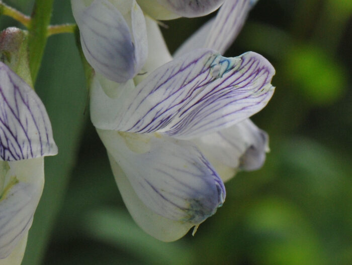 Skogvikke (Vicia sylvatica)