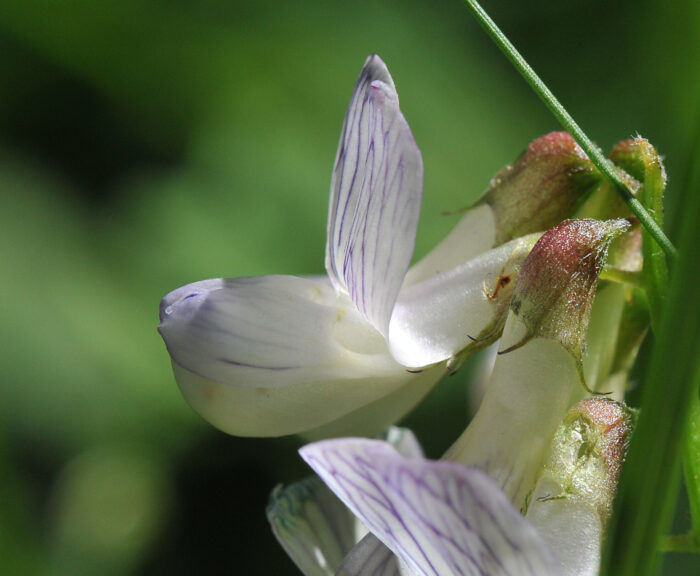 Skogvikke (Vicia sylvatica)