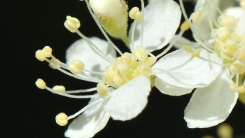 Mjødurt (Filipendula ulmaria)