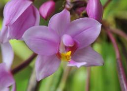 Large Purple Orchid (Spathoglottis plicata)