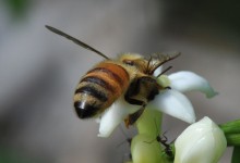 Honey bee (Apis sp)