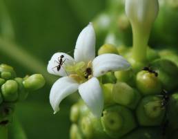 Indian Mulberry (Morinda citrifolia)