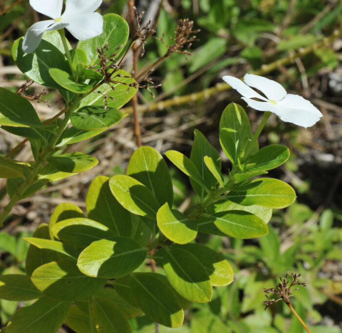 Rosy Periwinkle (Catharanthus roseus)