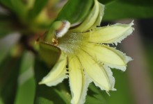 Creeping Half-flower (Scaevola paulayi)