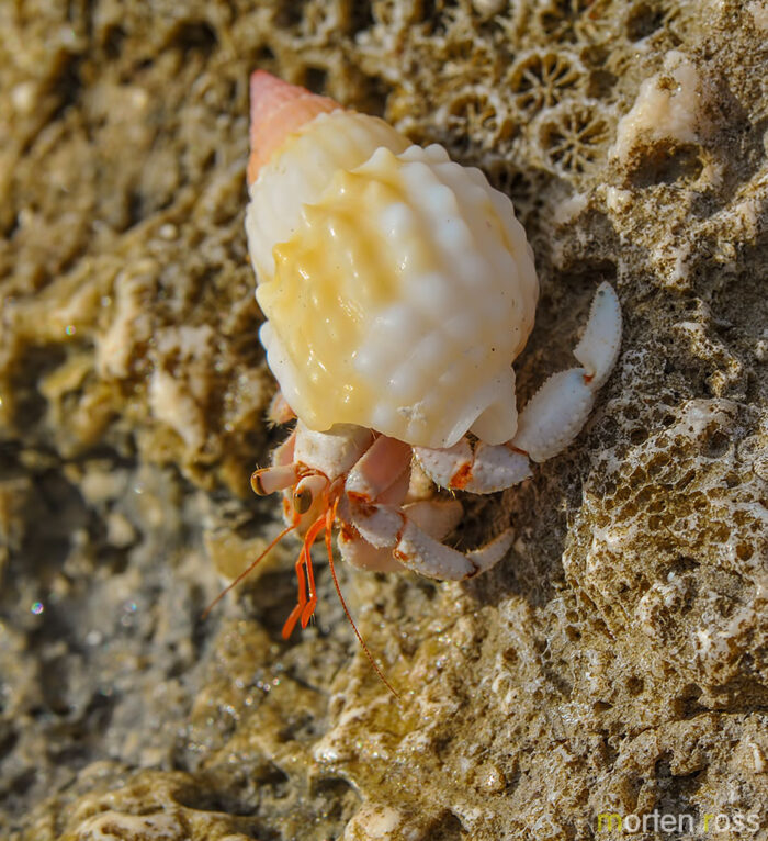 Hermit crab (Paguridae)