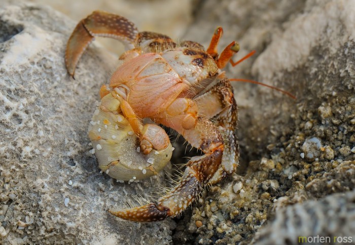 Hermit crab (Paguridae)