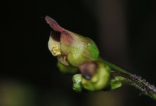 Brunrot (Scrophularia nodosa)