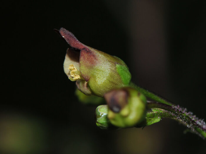 Brunrot (Scrophularia nodosa)