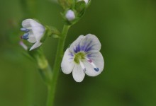 Snauveronika (Veronica serpyllifolia)