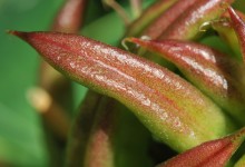 Lakrismjelt (Astragalus glycyphyllos)