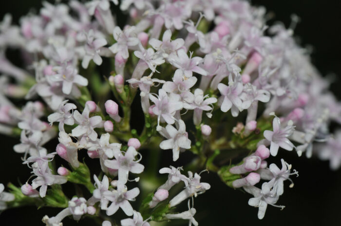 Vendelrot (Valeriana sambucifolia)