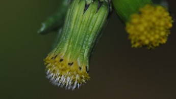 Åkersvineblom (Senecio vulgaris)