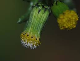 Åkersvineblom (Senecio vulgaris)