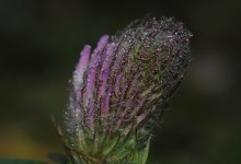 Rødkløver (Trifolium pratense)