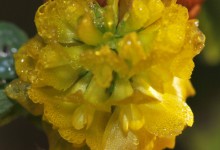 Gullkløver (Trifolium aureum)