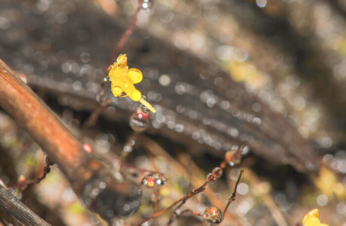 Bladderwort (Utricularia sp)