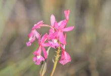 Reed-stemmed Orchid (Epidendrum ibaguense)