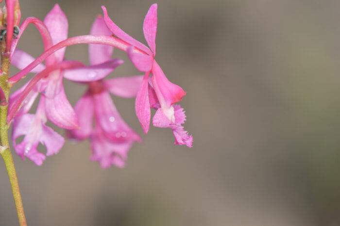 Reed-stemmed Orchid (Epidendrum ibaguense)